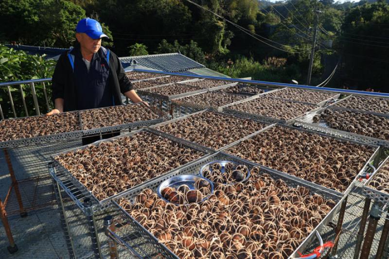 Steaming and sun-drying are important steps in the fermentation process for bitter orange tea. The number of cycles cannot be reduced and drying by electrical heating does not achieve satisfactory results.​​