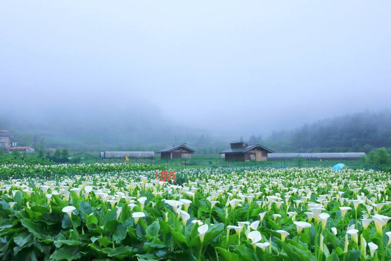 春節連續假期即將登場，台北市產業發展局歡迎民眾前往陽明山走春，除能賞花、吃當地美食，還可走親山步道，且陽明山海芋花期已低調展開，歡迎賞花體驗自然之美。（台北市產發局提供）