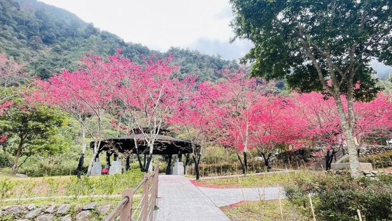 八仙山國家森林遊樂區內山櫻花盛開，與青山白雲相互映襯，呈現夢幻美景。圖為親水區周邊櫻花綻放。（八仙山國家森林遊樂區提供）