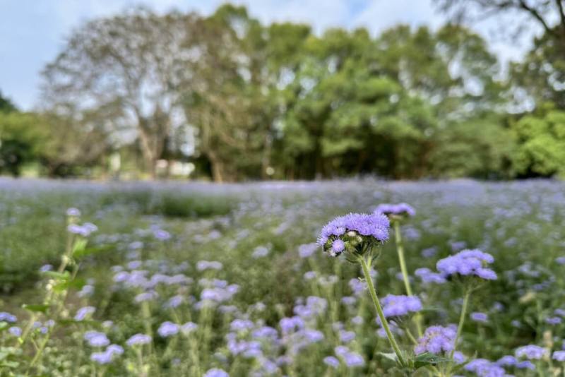 台南山上花園水道博物館園區內近日出現紫花霍香薊花海，因生命力旺盛，在館方未刻意照顧情況下意外形成浪漫景觀。（台南市文化局提供）