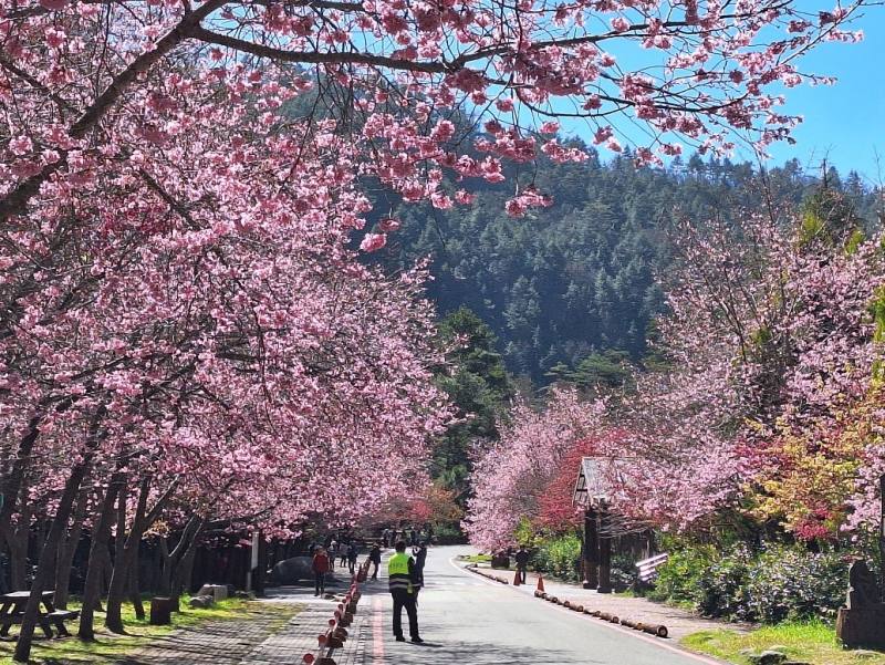 113年武陵櫻花季照片(113年2月拍攝)