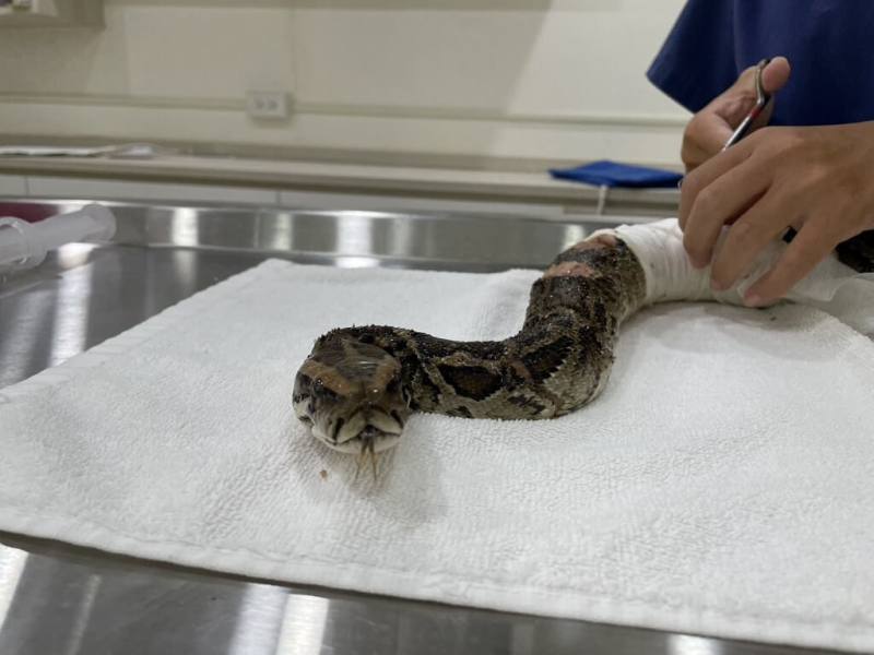 金門縣野生動物救援暨保育協會提醒民眾，野生動物未經馴化，如任意飼養可能造成動物緊迫拒食，且飼養野生動物，也可能因傳染病或黴菌等影響民眾健康。圖為金門野保協會救治緬甸蟒。（金門縣野生動物救援暨保育協會提供）