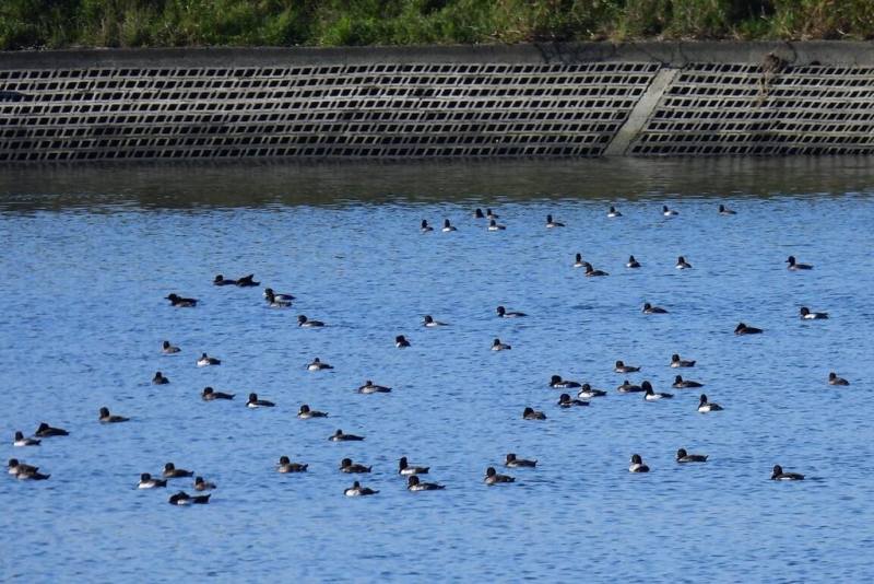 桃園市野鳥學會公布桃園大圳埤塘鳥類普查結果，調查發現，鸕鶿在北台灣度冬情形越來越明顯，桃園埤塘成為僅次於台北新山水庫、新店溪一帶的度冬地；雁鴨科仍以鳳頭潛鴨（圖）為大宗。（鳥友陳信維提供）