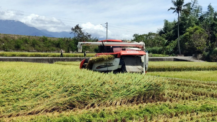 因為武漢肺炎疫情的關係，在家煮飯的婆婆媽媽變多了，意外讓白米銷量提升，台東稻米收購價跟著調漲。