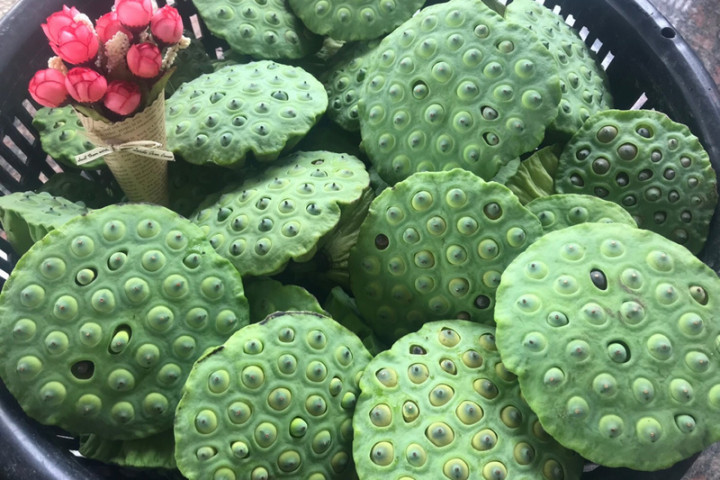 台南市白河區蓮子進入採收期，今年產量較去年少，但價格與去年持平，市府建議消費者訂購時以冷凍方式配送。圖為剛採收的蓮蓬。