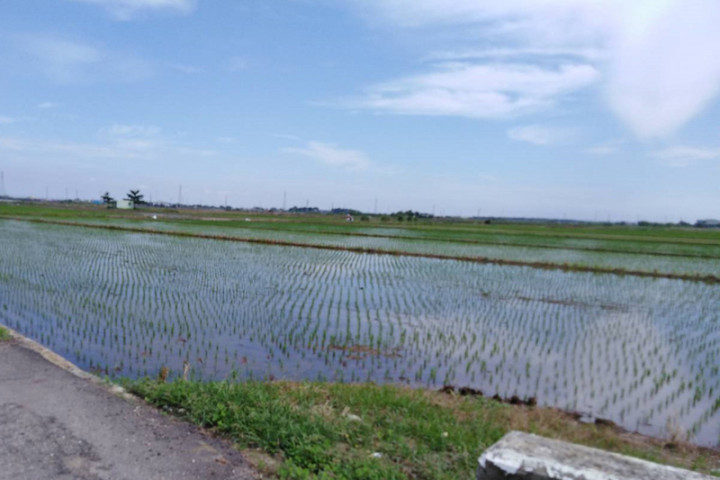 南部地區水情逐漸好轉，曾文及烏山頭水庫嘉南灌區110年第1期稻作部分地區將恢復供灌。圖為往年2期稻作插秧時景象