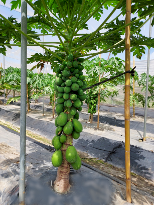 種苗場木瓜新品種「TSS_A46」，被視為是種子外銷另一潛力