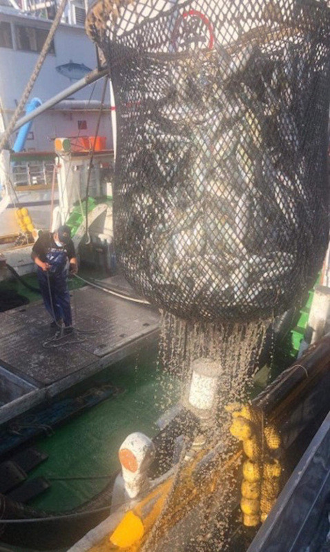 農委會漁業署表示，民國102年發布鯖鰺漁業管理辦法，規定每年6月鯖鰺魚類成長期間禁止漁船在北緯24度以北捕撈鯖鰺；禁漁以來，專家學者長期對鯖鰺資源調查，結果顯示漁獲平均體長及最大漁獲體長都呈現增長。（漁業署提供）