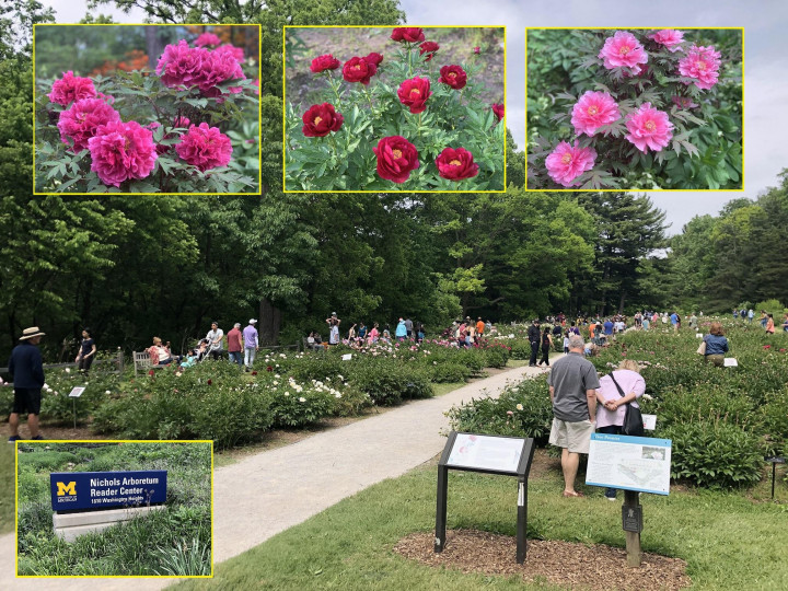 2021年密西根大學植物園牡丹花季，吸引大批人潮造訪