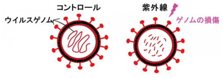 日本研究顯示，紫外線可以造成病毒基因組（RNA）損傷。圖為日本理化學研究所繪製的示意圖，左為正常病毒中的完整基因組，右為病毒經波長253.7奈米紫外線照射後基因組損壞。（圖取自理化學研究所網頁www.riken.jp）