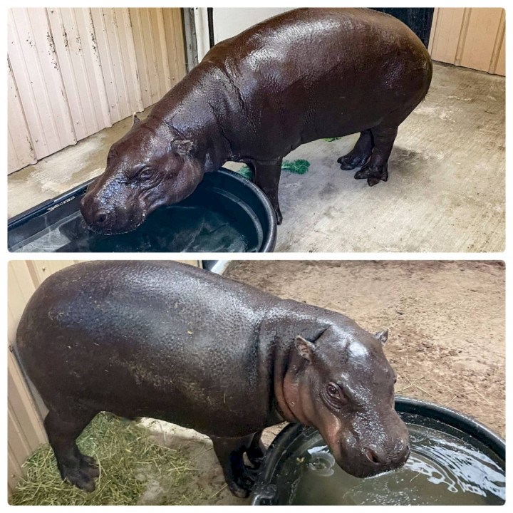 台北市立動物園圈養繁殖的2頭侏儒河馬「侏長」(上)與「秋祥」(下)赴美進行借殖計畫，肩負繁殖活化族群任務。(北市動物園提供)