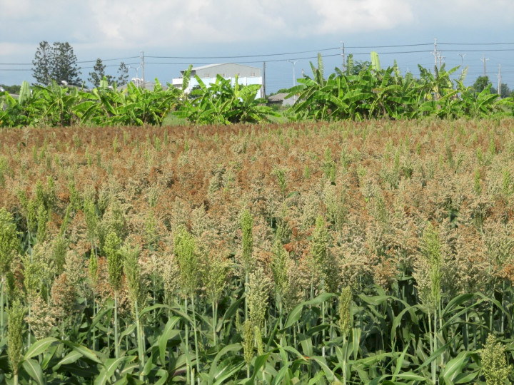 台南學甲示範田區於4月份播種「臺南8號」高粱，經歷長期乾旱及連續降雨，仍能維持植株生長勢且沒有穗上發芽或發霉的情況