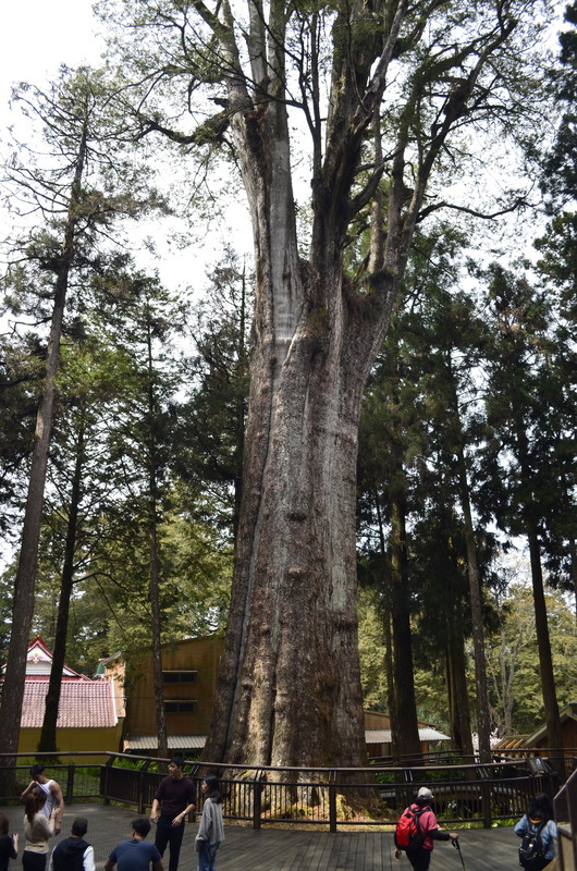 中央流行疫情指揮中心延長3級警戒到7月26日，但適度開放戶外場域；阿里山國家森林遊樂區13日起微解封，遊客入園總量管制從3級警戒前4355人降至3000人。圖為阿里山香林神木。