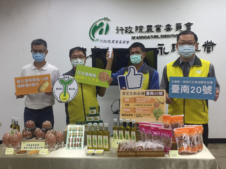農委會台南區農業改良場11日舉行「育種新突破！台灣『花生橄欖果』翻轉花生產業」記者會，發表導入美國品種育成的落花生「台南20號」，將力推成為商用主力品種。