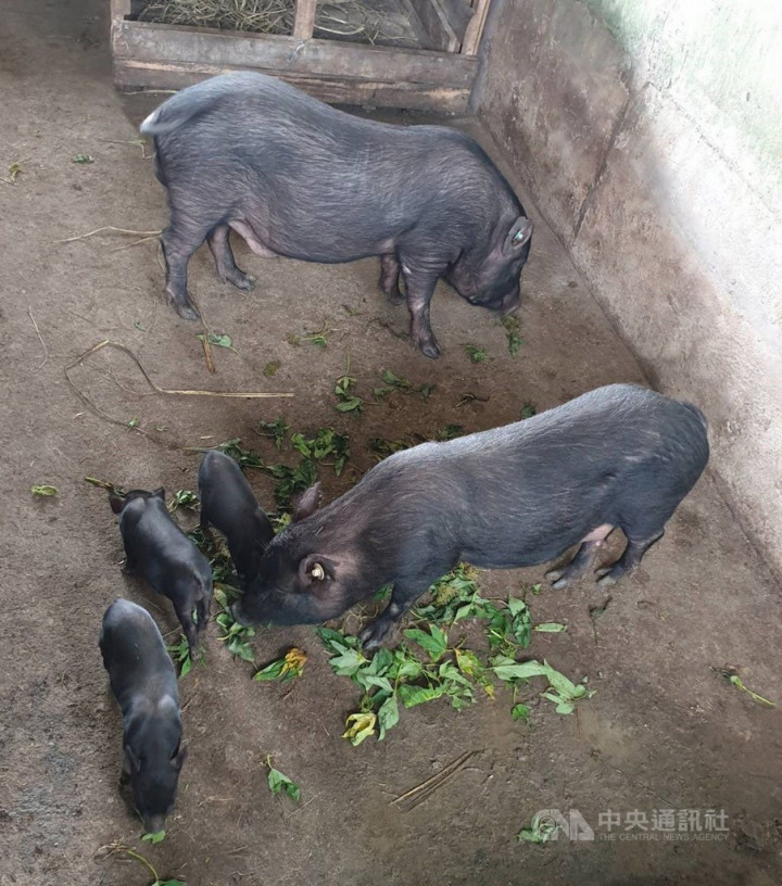 Photo courtesy of the Livestock Research Institute