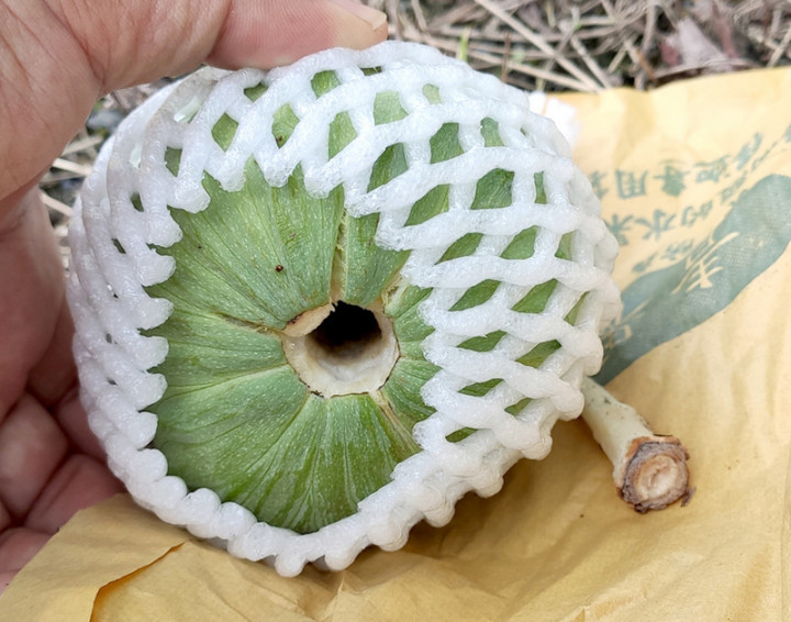 夏、秋季常是台灣水果盛產旺季，但卻吃不到台東特有的鳳梨釋迦，引起消費者納悶。農委會台東區農業改良場4日表示，因高溫期生長的鳳梨釋迦果實，採收後會嚴重裂果，不具商品價值，因此台東農友採行產期調節措施，僅生產冬期果。（台東農改場提供）