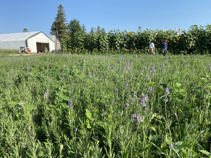 Honey Lavender Farm將開闢成為薰衣草觀光農場；有 緣來到農場的人，除了可以買到和吃到正港台灣高麗菜 ，還可以與薰衣草浪漫共舞。