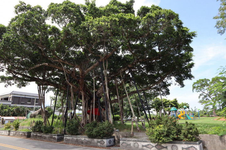 花蓮縣月眉國小一棵近百年老榕樹被評為「全國最美校樹」之一，承載著歷屆校友的兒時回憶，也連結學校、社區與部落，深具歷史感情。