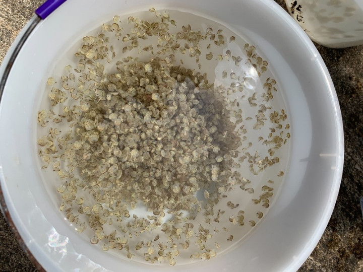 金門縣水產試驗所每年都會放流自行育成的魚、蟹和鱟苗，用以彌補自然的生產力不足，今年受限疫情，無法廣邀生態保育人士及學童參與，由水試所人員在金門各主要稚鱟棲息的潮間帶自行放流30萬尾三棘鱟苗。（金門縣水試所提供）
