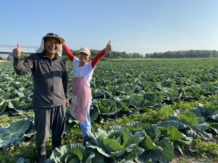 「薰爸」謝國棟（左）「薰媽」楊素貞為了在加拿大多倫多種植台灣高麗菜，煞費苦心。