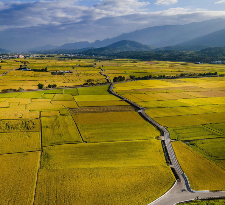 台東縣關山鎮梓園碾米廠和池上農會生產優質米，獲得 農委會產銷履歷達人殊榮，預計10月底頒獎表揚。圖為 台東縱谷稻米收割前的金黃色稻田。（台東農改場提供 ）