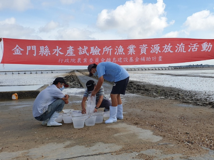 金門縣水產試驗所人員連日來在金門各主要稚鱟棲息的潮間帶放流育成1至2齡的三棘鱟苗，復育周邊海域漁業資源。（金門縣水試所提供）