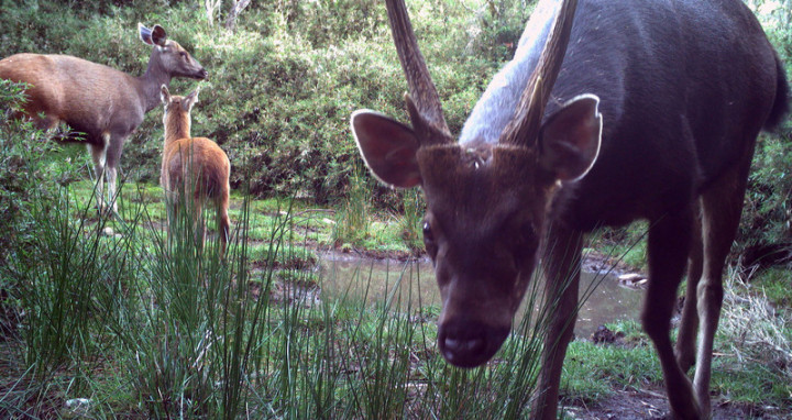 嘉義林管處配合政策於阿里山等轄區陸續架設30台紅外 線自動相機，長期監測野生動物，不過相機也意外捕捉 到水鹿家族互動等各式野生動物可愛逗趣畫面。（嘉義 林管處提供）