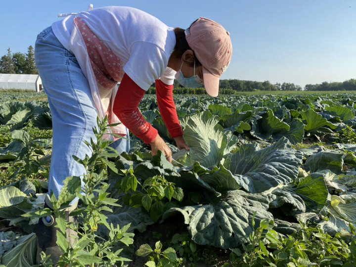 「四年級生」楊素貞全心投入在加拿大種植台灣高麗菜 ，目的不是賺錢，主要是「做健康的」。