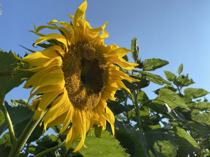 Honey Lavender Farm除有高麗菜和薰衣草，還有少數 向日葵。種植向日葵是薰媽的嗜好，薰媽說，那是她的 「開心花園」。