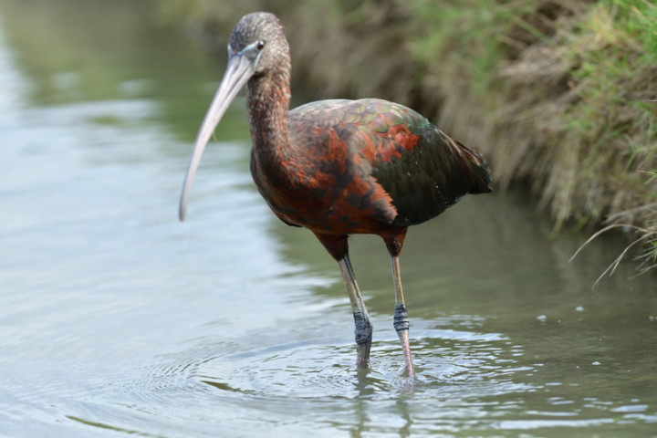 台南地區鳥友近日在學甲、北門的農田發現3隻台灣稀有迷鳥「彩䴉」，鳥友李榮進、黃永豐認為，台灣的環境、食物都適合牠們生長，是否已在台灣繁殖甚至出現野外族群，相當值得注意。（鳥友李榮進提供）