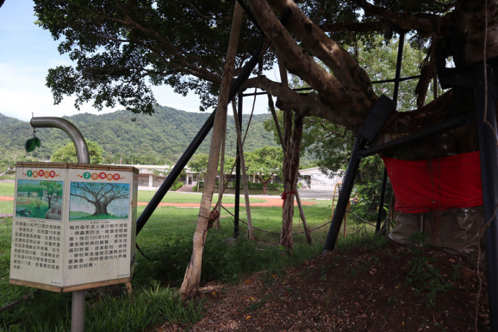 花蓮縣月眉國小一棵近百年老榕樹根部曾受褐根病菌侵害，經農委會林業試驗所救治後重獲新生，日前還被評為「全國最美校樹」之一，校方表示，獲得的獎金將買肥料為老樹「加餐」，並為老榕樹重新設計解說牌。