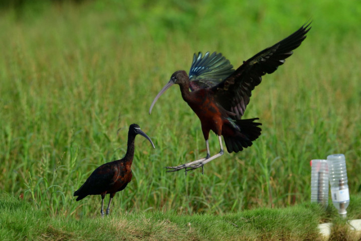 有鳥友近日在台南學甲、北門的農田發現台灣稀有迷鳥「彩䴉」現蹤，進一步注意觀察中。台南市生態保育學會理事長邱仁武13日表示，這代表台南環境維護良好。（鳥友李榮進提供）