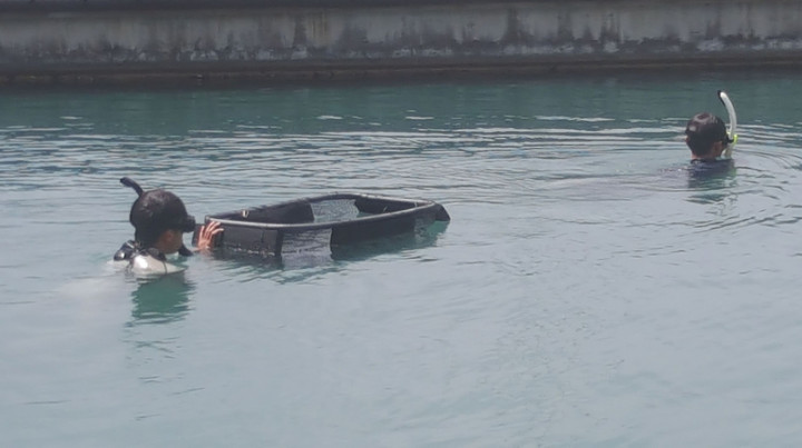 水試所澎湖海洋生物研究中心27日在馬公第一漁港的亞果遊艇碼頭「類保護區」，以及馬公內海珊瑚礁群等兩處海域，由潛水人員共放流3萬尾的原生物種尖翅燕魚苗
