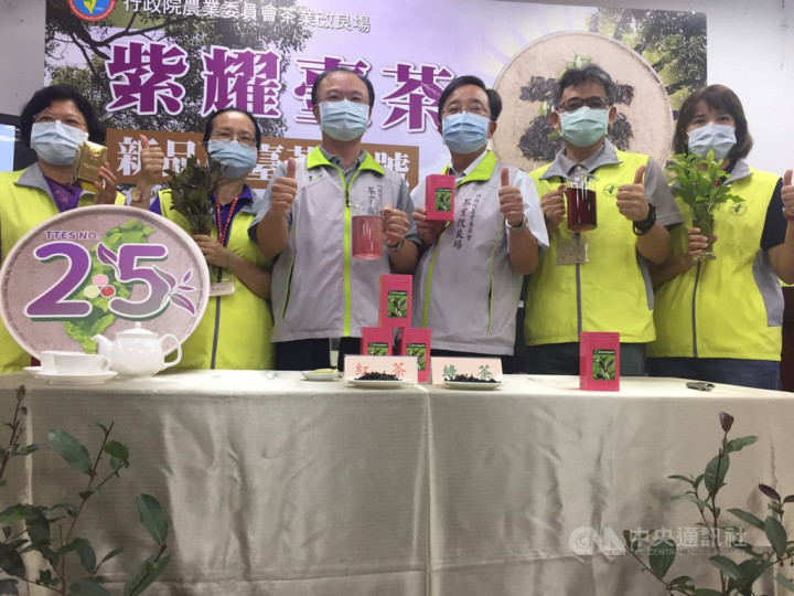 農委會茶業改良場3日發表新品種台茶25號，為台灣茶被命名的首款紫芽茶樹，製成綠茶的兒茶素多，製成紅茶則有茶黃質、茶紅質，都是多元酚類，對人體有抗氧化、減少自由基生成的好處