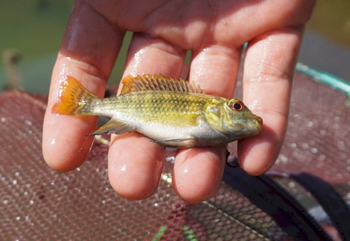 金門縣野生動物救援暨保育協會理事長陳光耀指出，全世界僅剩金門有「大鱗梅氏鯿」，他估計目前僅存約1萬尾左右；如果這1萬尾消失，大鱗梅氏鯿可能將永遠在地球消失
