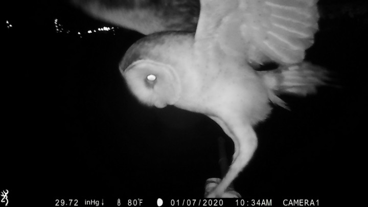 高雄野鳥學會設置猛禽棲架與紅外線自動相機，以了解草鴞夜晚出沒時的一舉一動。（高雄野鳥學會提供） 