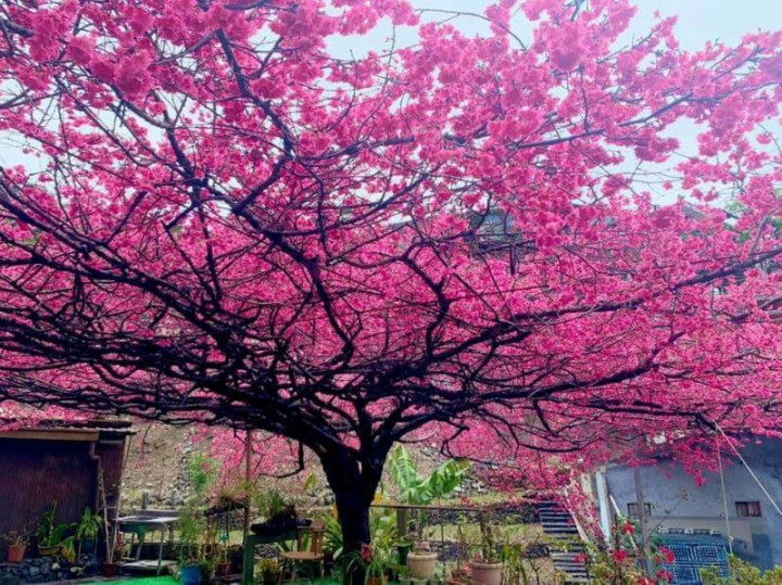 屏東霧台鄉「櫻花王」約有60年的樹齡，長在家戶的中庭，因樹冠龐大，每年盛開時，美麗的景象，總是吸引遊客上山爭賭拍照