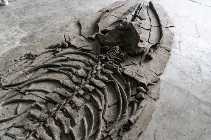 涂維政以《鯨魚傳說遺址》於本年度奧能登國際藝術節展出，以能登半島的鯨魚歷史與傳說為基礎，書寫當代文明寓言。