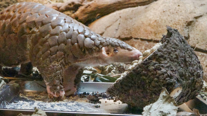 台北市立動物園表示，穿山甲「穿胖」1997年底在園內誕生，也是園內第一隻穿山甲寶寶，牠的一生歷經台灣穿山甲保育的起步與發展，對穿山甲照養技術、保育宣傳功不可沒，以高齡23歲又9個月離世