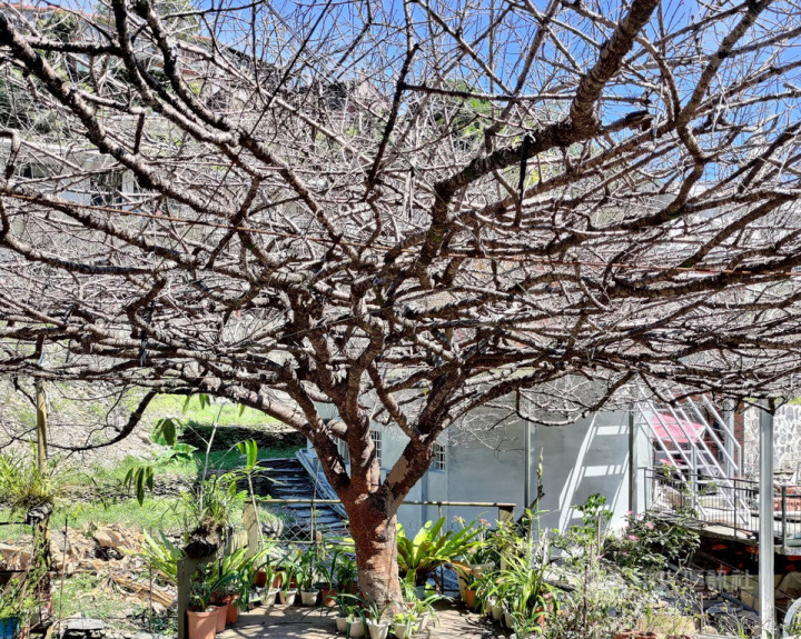 屏東霧台鄉「櫻花王」因維護不當枯死，之前勝利星村多棵老樹也因病或周遭環境問題死亡，屏東縣政府9日表示，將辦理樹木修剪及監看人員教育訓練及認證考試，以維持縣內綠化景觀資源永續