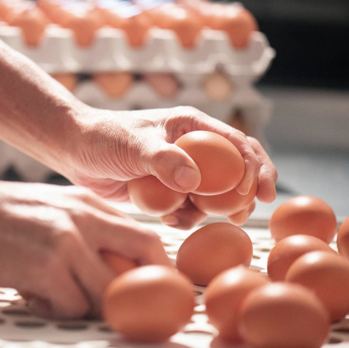 茂林畜牧場負責人林智傑指出，以產蛋率來看，非籠飼確實略低於籠飼，但良率較佳，意即畸形蛋、破殼蛋比例較低。（茂林畜牧場提供）
