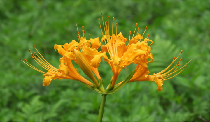 太魯閣國家公園管理處表示，園區內的台灣原生種植物「金花石蒜」分布在布洛灣迎賓大斜坡至流芳橋、慈母橋等路段間的峽谷峭壁上，花型如龍爪、呈現金黃色，每年10月前後是花期，也有龍爪花、峽谷之花及國慶花等別稱。（太魯閣國家公園管理處提供）