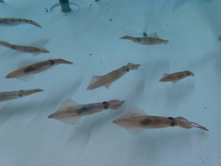 中國槍魷在澎湖又稱小管或鎖管，水試所澎湖海洋生物研究中心今年8月首度嘗試進行人工繁養殖研究，引入一批抱卵的中國槍魷活體，經過數日的蓄養及適應後，順利在養殖池中成功產卵。（澎湖海洋研究中心提供）