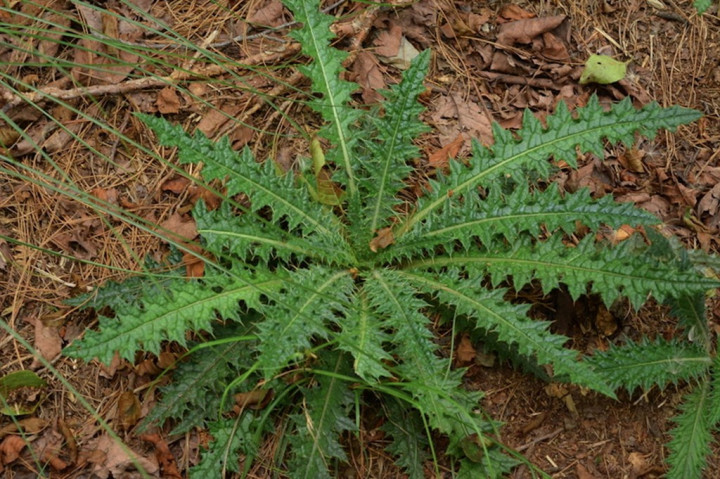 Photo by Chang Chih-yi, courtesy of Shei-pa National Park Headquarters