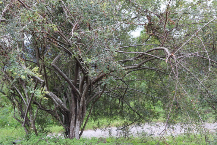 花蓮木瓜溪畔因水利署第九河川局工程，意外發現2株台灣火刺木，經與林務局花蓮林管處合作撫育已超過5公尺高，可能是花蓮境內最大株原生種。