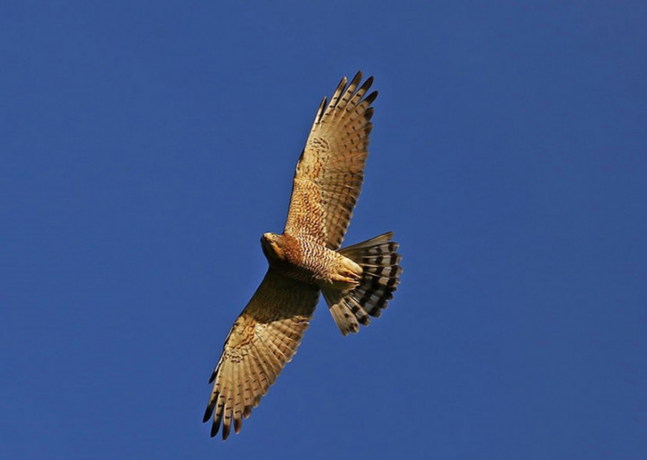有「國慶鳥」稱號的秋季過境猛禽灰面鵟鷹今年沒有在國慶日大量報到，墾丁直到15日才見上萬隻鷹，進入大量過境期。（蔡乙榮提供）