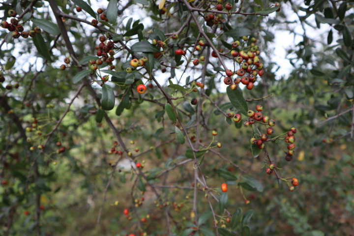 花蓮木瓜溪畔因水利署第九河川局工程，意外發現2株台灣火刺木；目前台灣火刺木已非常稀少，其果實鳥類非常喜愛。