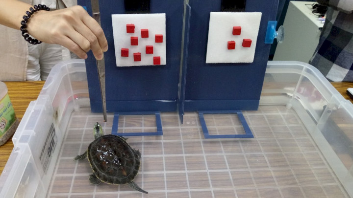 烏龜在水缸中「比大小」，可選出較大數字，就能獲得飼料獎賞
