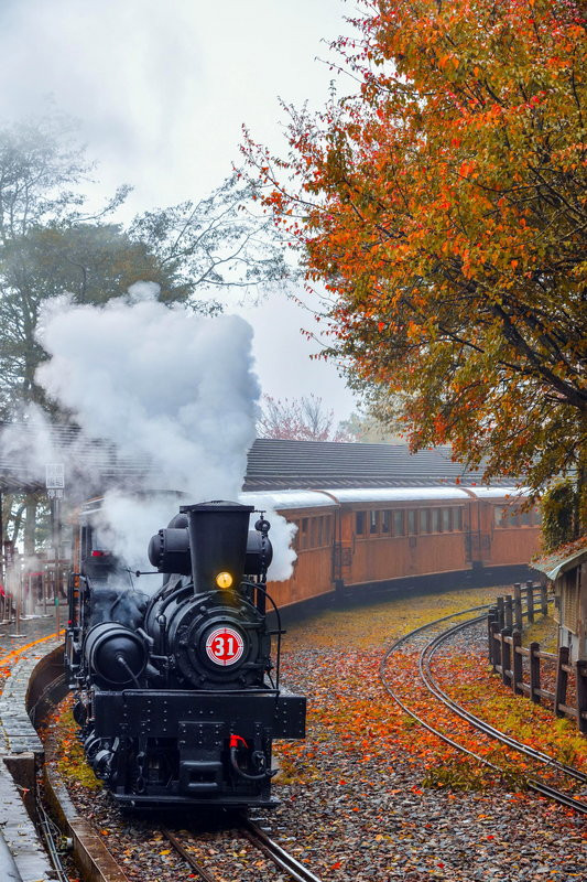 阿里山林業鐵路及文化資產管理處規劃今年12月間推出「SL-31蒸汽火車.楓華絕代」主題列車，遊客將可搭乘百年SL-31蒸汽火車，觀賞高山鐵道楓紅之美。 圖為109年楓紅。（黃源明提供）