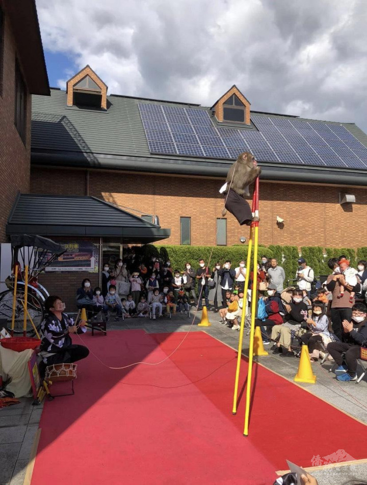 日光猴子軍團表演